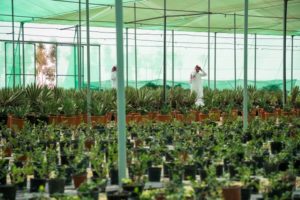 Trees, plants nursery for 2022 world cup stadiums preparation